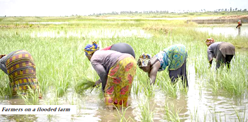 Climate change threatens Nigeria’s food systems as farmers count losses
