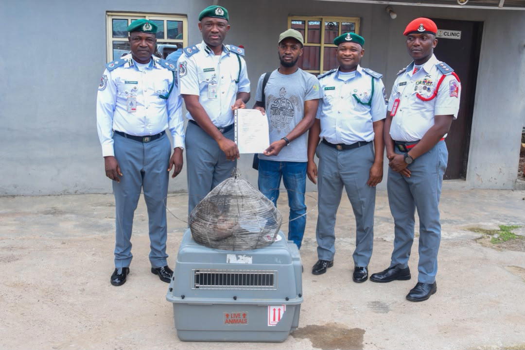 Customs Zone ‘A’ intercepts three live Pangolins