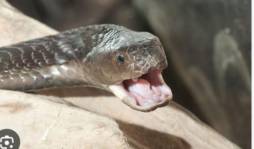 Nigeria records 43,000 snakebites and up to 2,500 deaths yearly