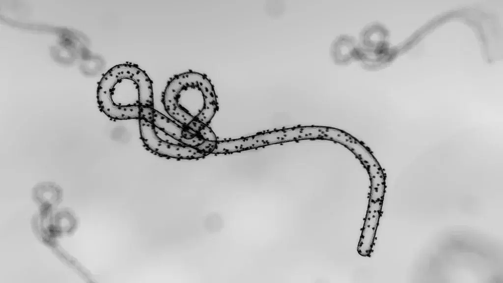 Ebola : cinq choses à savoir sur la souche Bundibugyo après la confirmation d’un premier cas au Nigeria